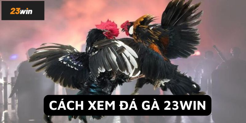 Hướng dẫn truy cập đá gà 23WIN chuẩn nhất