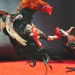 Luật chơi đá gà Thomo hoàn chỉnh nhất cho cộng đồng tân thủ tham khảo
