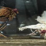 Tìm hiểu về xem đá gà trực tiếp 23Win